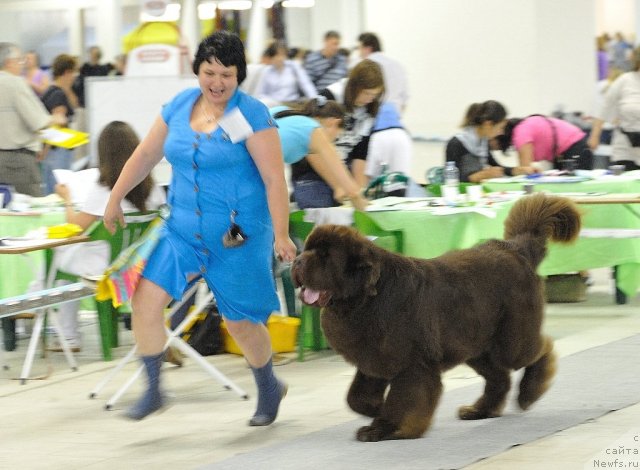 Фото: ньюфаундленд Aetna vom Riesrand, Варвара Рыбалова