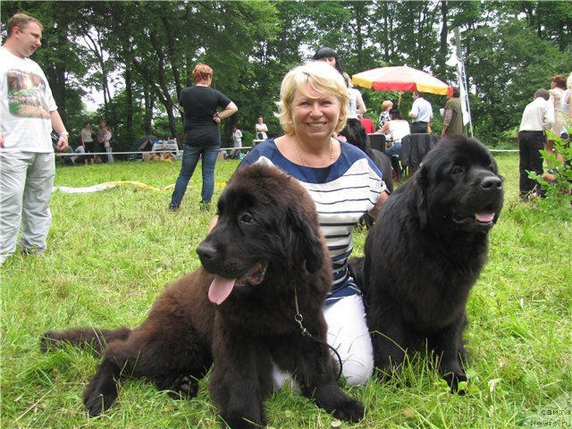 Фото: ньюфаундленд Сент Джонс Харебелл (Sent Djons Harebell), ньюфаундленд Сент Джонс Тендер Кисс оф Элли (Sent Djons Tender Kiss of Elly)