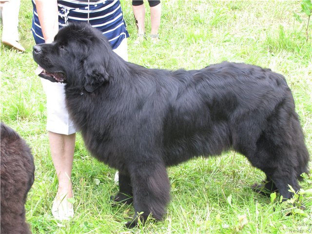 Фото: ньюфаундленд Сент Джонс Тендер Кисс оф Элли (Sent Djons Tender Kiss of Elly)