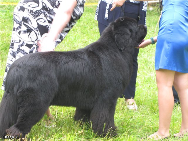 Фото: ньюфаундленд Сент Джонс Роллекс (Sent Djons Rollex)