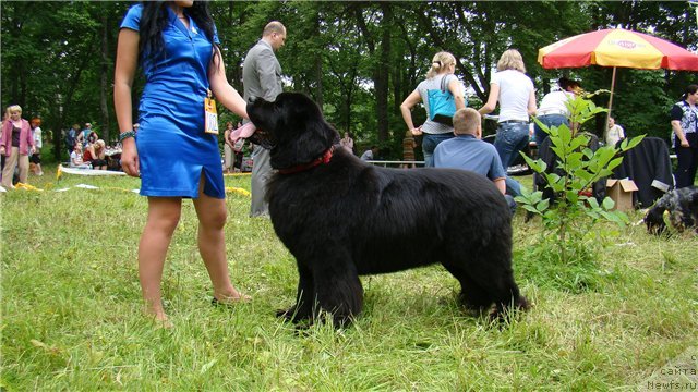 Фото: ньюфаундленд Сент Джонс Роллекс (Sent Djons Rollex)