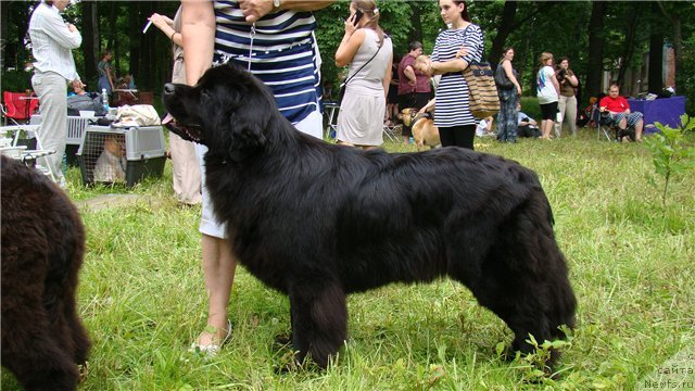Фото: ньюфаундленд Сент Джонс Тендер Кисс оф Элли (Sent Djons Tender Kiss of Elly)