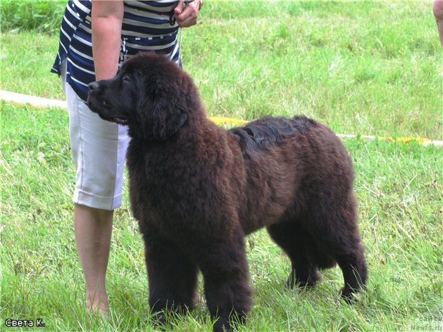 Фото: ньюфаундленд Сент Джонс Харебелл (Sent Djons Harebell)