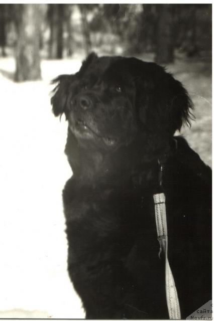 Фото: ньюфаундленд Циллор Оулулу