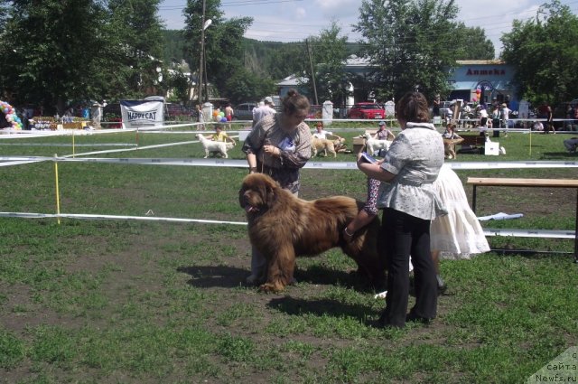 Фото: ньюфаундленд Командор из Медвежьего Яра