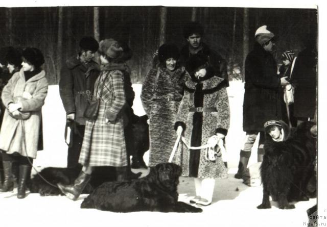 Фото: ньюфаундленд Циллор Оулулу