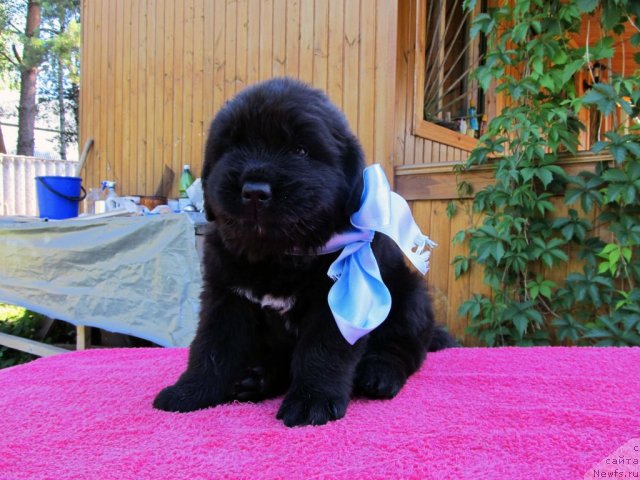 Фотография № 71674