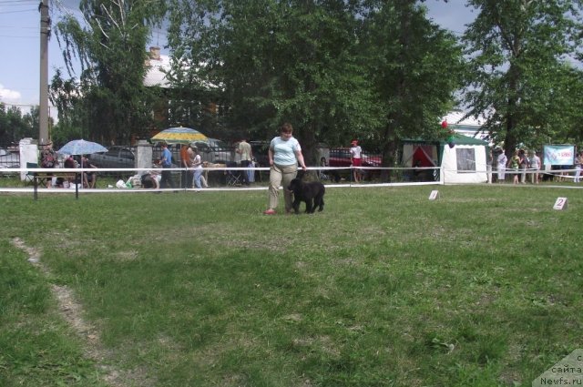 Фото: ньюфаундленд Undercover Angel Nuo Ozo Kalvu