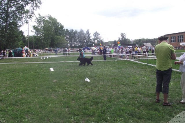 Фото: ньюфаундленд Акватория Келвин Олимпус (Aquatoriya Kelvin Olympus)