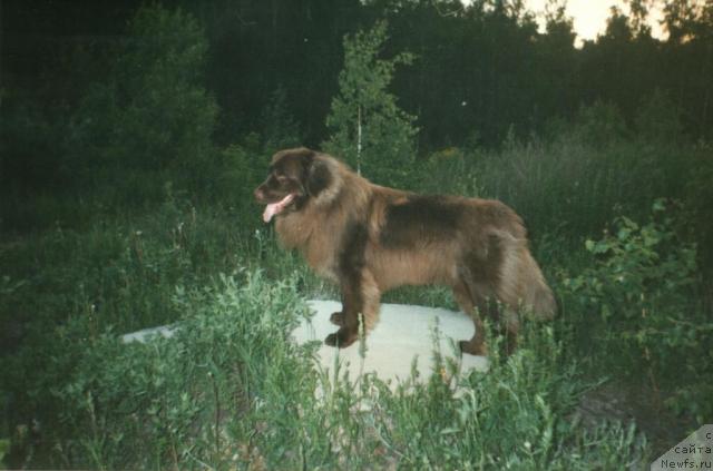 Фото: ньюфаундленд Обуш Шед Прайс
