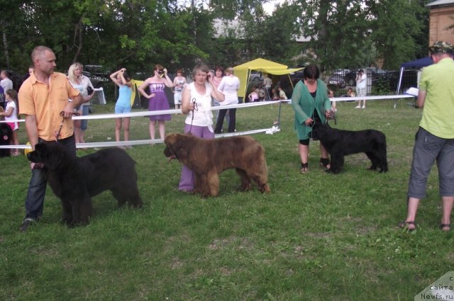 Фото: ньюфаундленд Их Высочество Валенсия Вуд, ньюфаундленд Бархатка Роскошная, ньюфаундленд Супер Бизон Дека