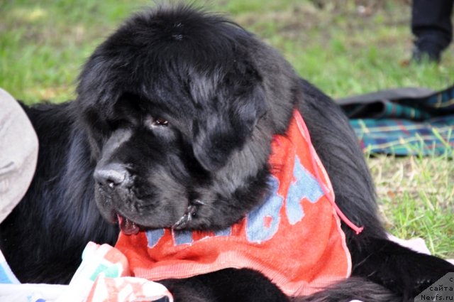 Фото: ньюфаундленд Золотой Талисман Кара Дениз (Zolotoy Talisman Kara Deniz)