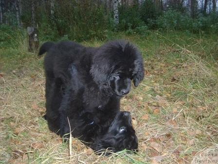 Фото: ньюфаундленд Арх Бьюти Очень Важная Персона, ньюфаундленд Арх Бьюти Окси Свет