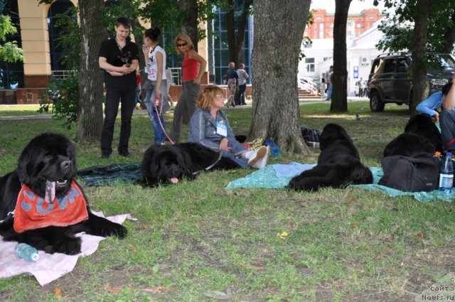 Фото: ньюфаундленд Золотой Талисман Кара Дениз (Zolotoy Talisman Kara Deniz), ньюфаундленд Бегущая по Волнам Регатта Катти Сарк, Наталья Федосова, ньюфаундленд Бегущая по Волнам Хаста ла Виста (Beguschaya po Volnam Hasta la Vista)