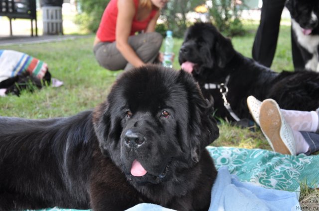 Фото: ньюфаундленд Бегущая по Волнам Хаста ла Виста (Beguschaya po Volnam Hasta la Vista), ньюфаундленд Бегущая по Волнам Регатта Катти Сарк