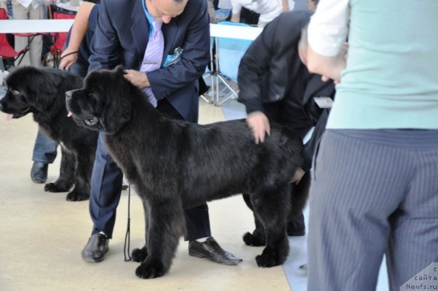 Фото: ньюфаундленд Бегущая по Волнам Хаста ла Виста (Beguschaya po Volnam Hasta la Vista), ньюфаундленд Gaytana Fayna Ukraina White Black Magik