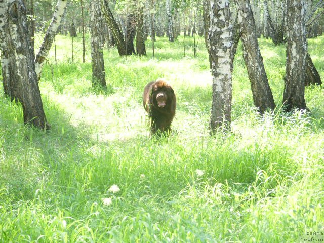 Фото: ньюфаундленд Черный Шарм Амбер Бест Дог ФО Марлеон