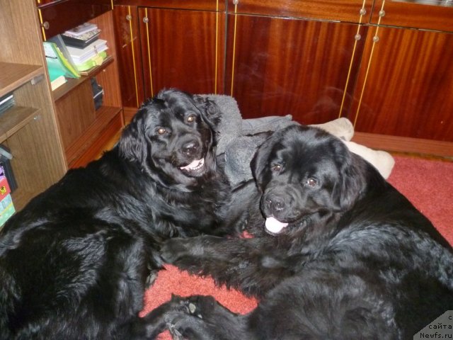 Фото: ньюфаундленд Бонни Флайт, ньюфаундленд Рестайлинг Фром Шипмэн