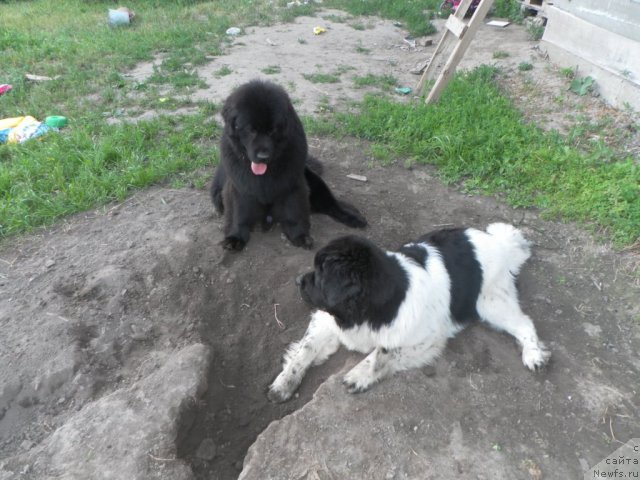 Фотография № 71739