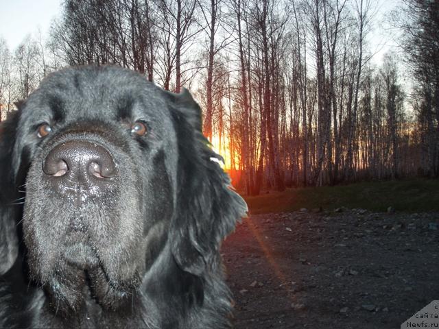 Фото: ньюфаундленд Маг Исполин Копперфильд