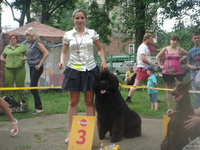 Фото: ньюфаундленд Спасатель с Берега Дона (Spasatel' s Berega Dona)