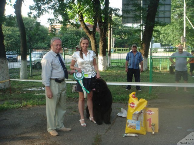 Фото: ньюфаундленд Спасатель с Берега Дона (Spasatel' s Berega Dona)