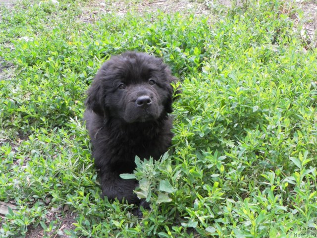 Фото: ньюфаундленд Пассия Короля из Медвежьего Яра (Passia Korolya iz Medvejyego Yara)
