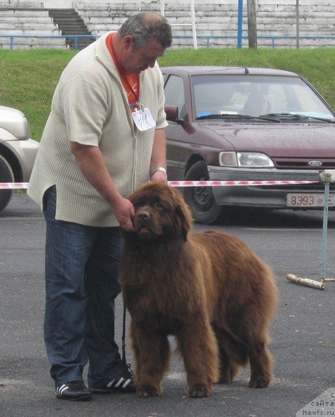 Фото: ньюфаундленд Евлампия Романова