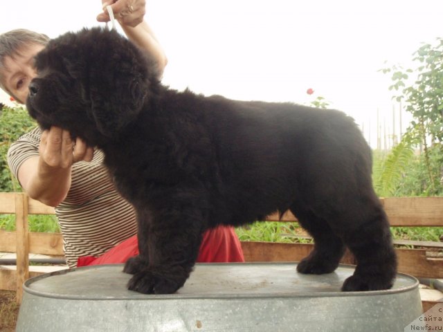 Фото: ньюфаундленд С'Нежная Вьюга Амаретто Ди Соронно (S'Nezhnaya Vjuga Amaretto di Soronno)