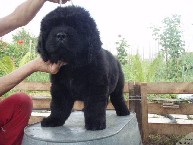 Фото: ньюфаундленд С'Нежная Вьюга Амаретто Ди Соронно (S'Nezhnaya Vjuga Amaretto di Soronno)