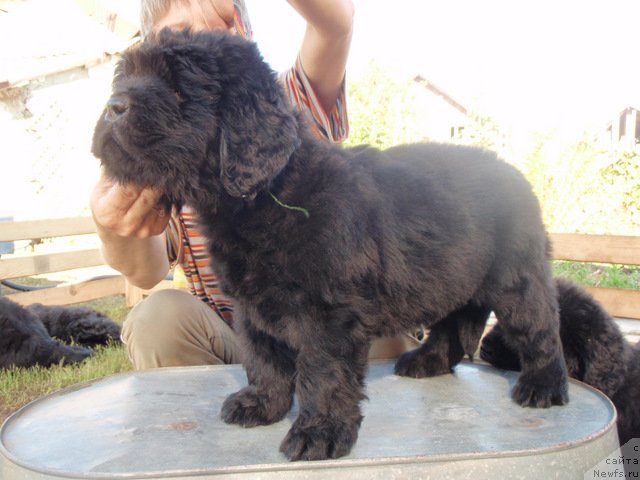 Фото: ньюфаундленд С'Нежная Вьюга Армандо Паруссо (S'Nezhnaya Vjuga Armando Parusso)