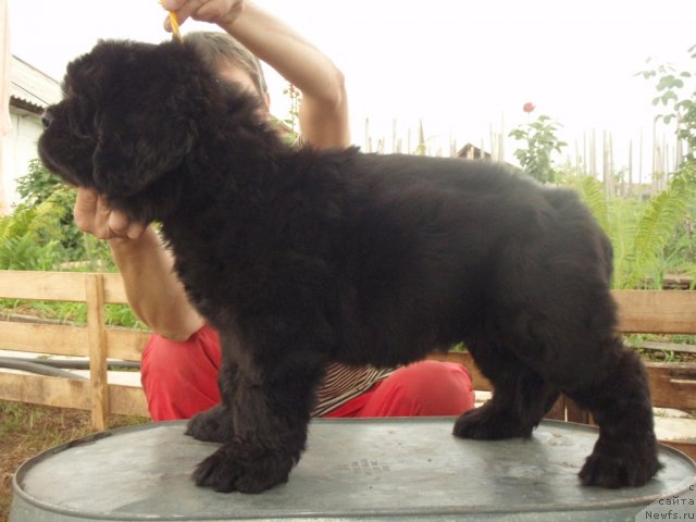 Фото: ньюфаундленд С'Нежная Вьюга Амороне Сартори (S'Nezhnaya Vjuga Amorone Sartori)