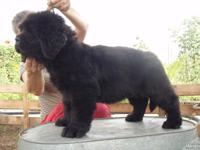 Фото: ньюфаундленд С'Нежная Вьюга Абрау Дюрсо (S'Nezhnaya Vjuga Abrau Durso)