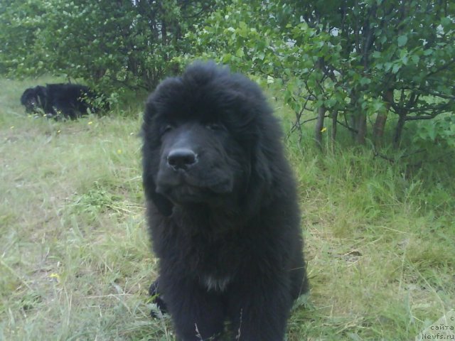 Фото: ньюфаундленд Бегущая по Волнам Зеро Коол