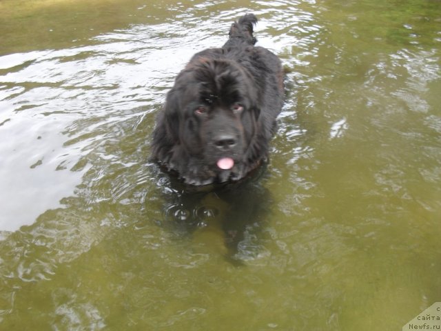 Фото: ньюфаундленд Славянка с Берега Дона (Slavjanka s Berega Dona)