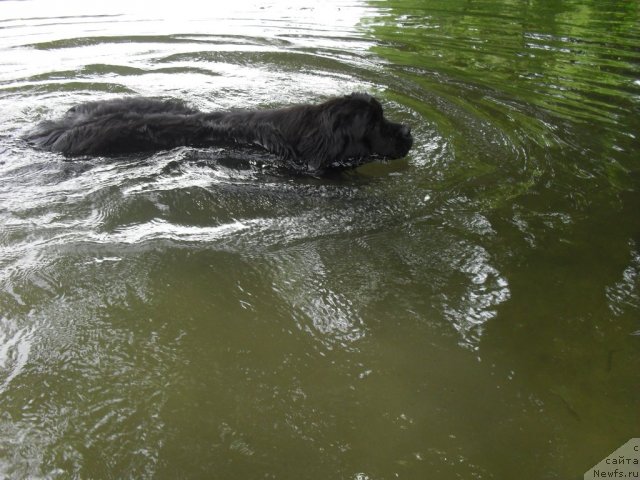 Фото: ньюфаундленд Славянка с Берега Дона (Slavjanka s Berega Dona)