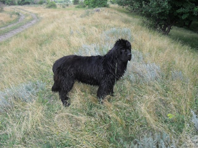 Фото: ньюфаундленд Славянка с Берега Дона (Slavjanka s Berega Dona)