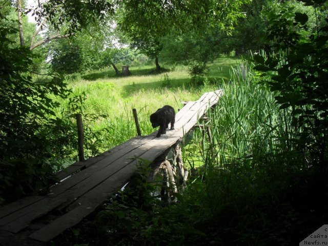 Фото: ньюфаундленд Славянка с Берега Дона (Slavjanka s Berega Dona)