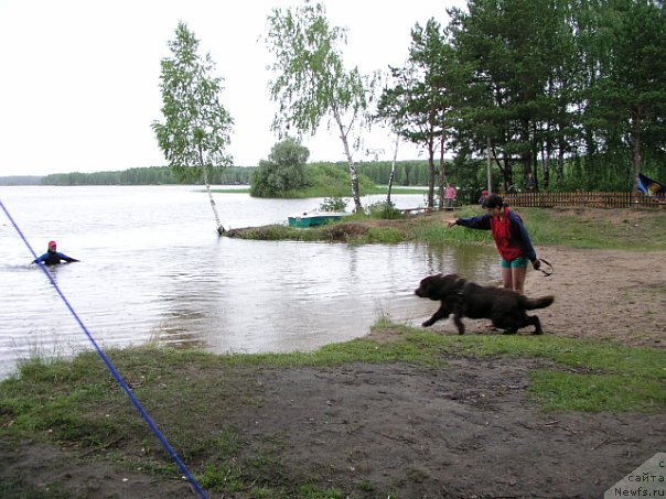 Фото: ньюфаундленд Лесная Сказка Королевский Медведь (Lesnaja Skazka Korolevskiy Medved), Светлана Самарцева, Николай Белоногов