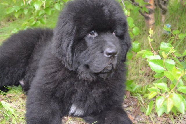 Фото: ньюфаундленд Бегущая по Волнам Зеро Коол