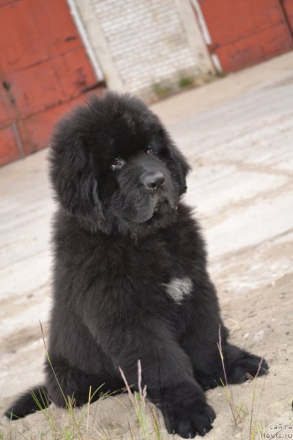 Фото: ньюфаундленд Бегущая по Волнам Зеро Коол