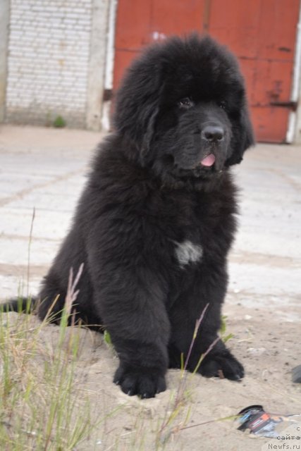 Фото: ньюфаундленд Бегущая по Волнам Зеро Коол