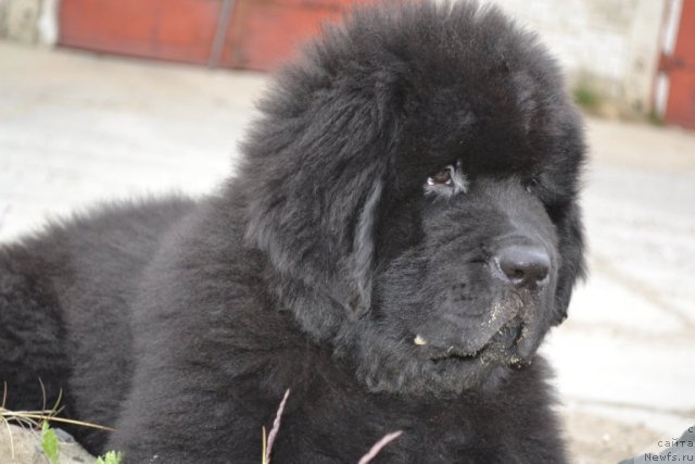 Фото: ньюфаундленд Бегущая по Волнам Зеро Коол