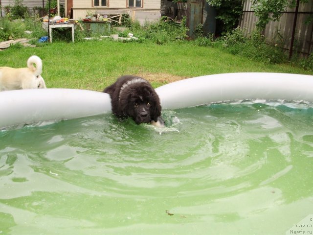 Фото: ньюфаундленд Питерньюф Енигма (Piternyuf Enigma)