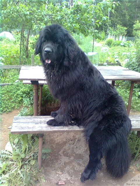 Фото: ньюфаундленд Фанньюф Ультра Мега Супер Герл (Funnewf Ultra Mega Super Girl)