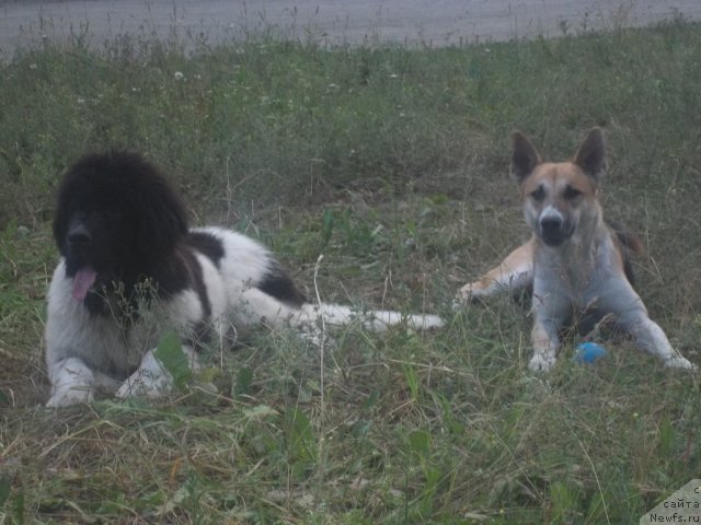Фото: ньюфаундленд Жан Конкистадор