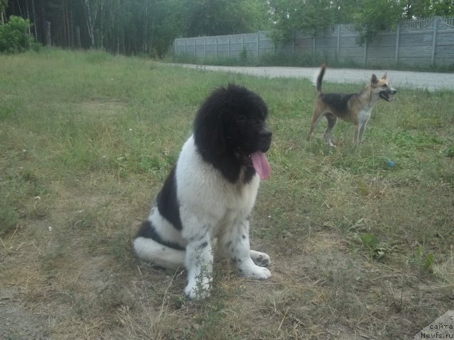 Фото: ньюфаундленд Жан Конкистадор