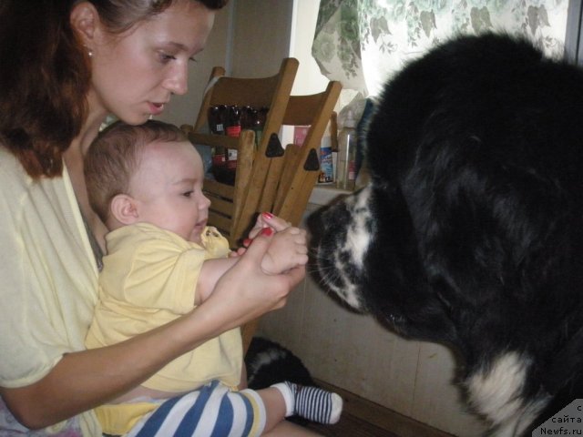 Фото: ньюфаундленд Маг Исполин Любомир