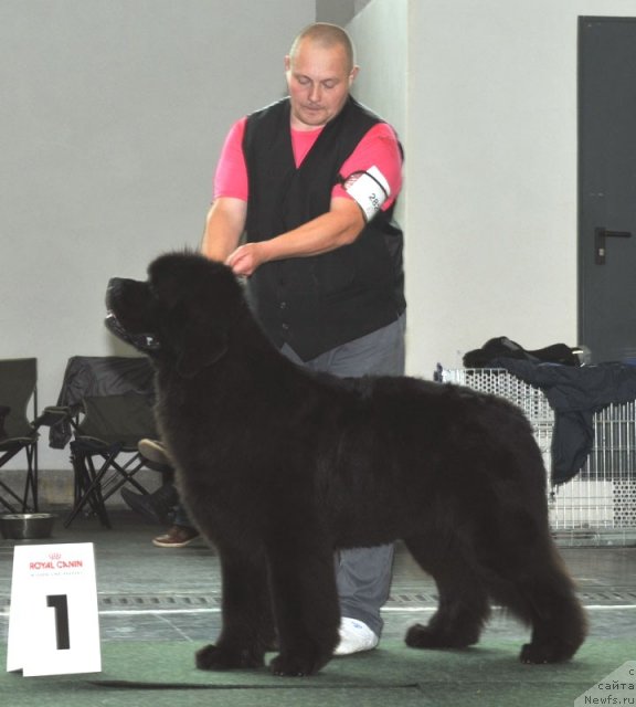 Фото: ньюфаундленд Акватория Келвин Калашникофф