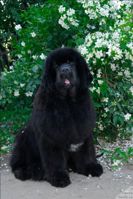 Фотография № 71942